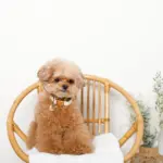 チェックカラー＋リードSET【名入れ彫刻対応】 - Image 4