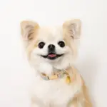 チェックカラー＋リードSET【名入れ彫刻対応】 - Image 5