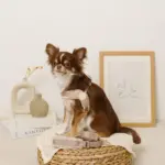 ボアコンビハーネス＋リードSET【名入れ刺繍対応】 - Image 3