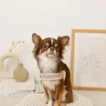 ボアコンビハーネス＋リードSET【名入れ刺繍対応】 - Image 4