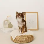 ボアコンビハーネス＋リードSET【名入れ刺繍対応】 - Image 5