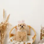 うさぎ耳付きフードファーハーネス - Image 6