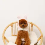 うさぎ耳付きフードファーハーネス - Image 8