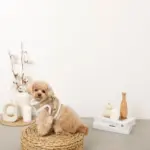 エコレザーボアMIXハーネス+リードSET【名入れ刺繍対応】 - Image 7