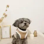 エコレザーボアMIXハーネス+リードSET【名入れ刺繍対応】 - Image 8