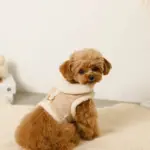 ムートン風ハーネス+リードSET【名入れ刺繍対応】 - Image 5