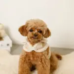 ムートン風ハーネス+リードSET【名入れ刺繍対応】 - Image 9