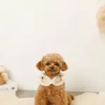 ムートン風ハーネス+リードSET【名入れ刺繍対応】 - Image 10