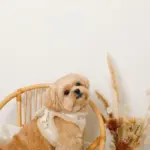 ひつじさん柄ハーネス＋リードSET【名入れ刺繍対応】 - Image 9