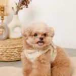 ひつじさん柄ハーネス＋リードSET【名入れ刺繍対応】 - Image 10