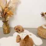 スカラップカラー花柄キルティングハーネス+リードSET【名入れ刺繍対応】 - Image 3