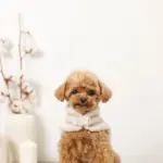 ボアウールハーネス - Image 4