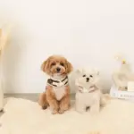 ファーフード付チェックハーネス+リードSET【名入れ刺繍対応】 - Image 7