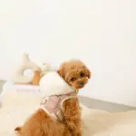 ファーフード付チェックハーネス+リードSET【名入れ刺繍対応】 - Image 9