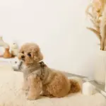 犬 服 dm サイズ - Professional Guide and Review