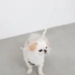 ニュアンスカラーリュックハーネス【名入れ刺繍対応】 - Image 6