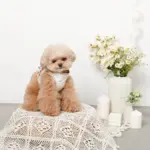 tomboniaコラボハーネス+リードSET【名入れ刺繍対応】 - Image 6