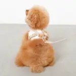 tomboniaコラボハーネス+リードSET【名入れ刺繍対応】 - Image 9