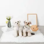 ぽこぽこハーネス+リードSET【名入れ刺繍対応】 - Image 6