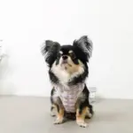 ぽこぽこハーネス+リードSET【名入れ刺繍対応】 - Image 7