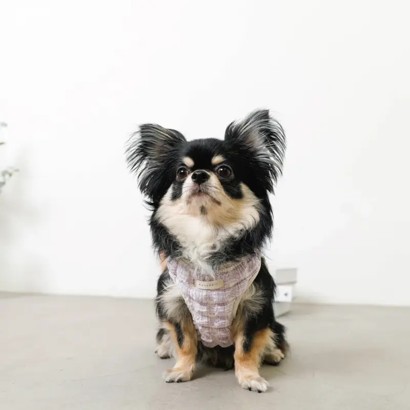 犬 ハーネス 海外 ブランド - Professional Guide and Review