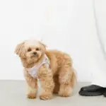 ぽこぽこハーネス+リードSET【名入れ刺繍対応】 - Image 9