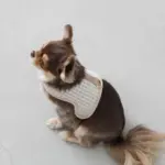 ギンガムチェックハーネス - Image 2