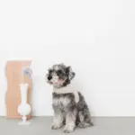 ギンガムチェックハーネス - Image 6