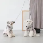 ボーダーリード - Image 5