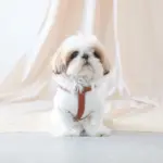 レザーハーネス　SMALL - Image 7