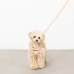 ナチュラルフラワーハーネス＋リードSET【名入れ刺繍対応】【旧モデル】 - Image 2