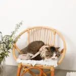 ナチュラルフラワーハーネス＋リードSET【名入れ刺繍対応】【旧モデル】 - Image 8