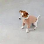 サークルチャームレザーカラー MEDIUM - Image 8